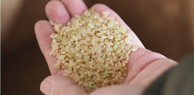 ダイエットに玄米が効果的な理由